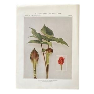 Botanical Plant Print Original Jack in The Pulpit plant
